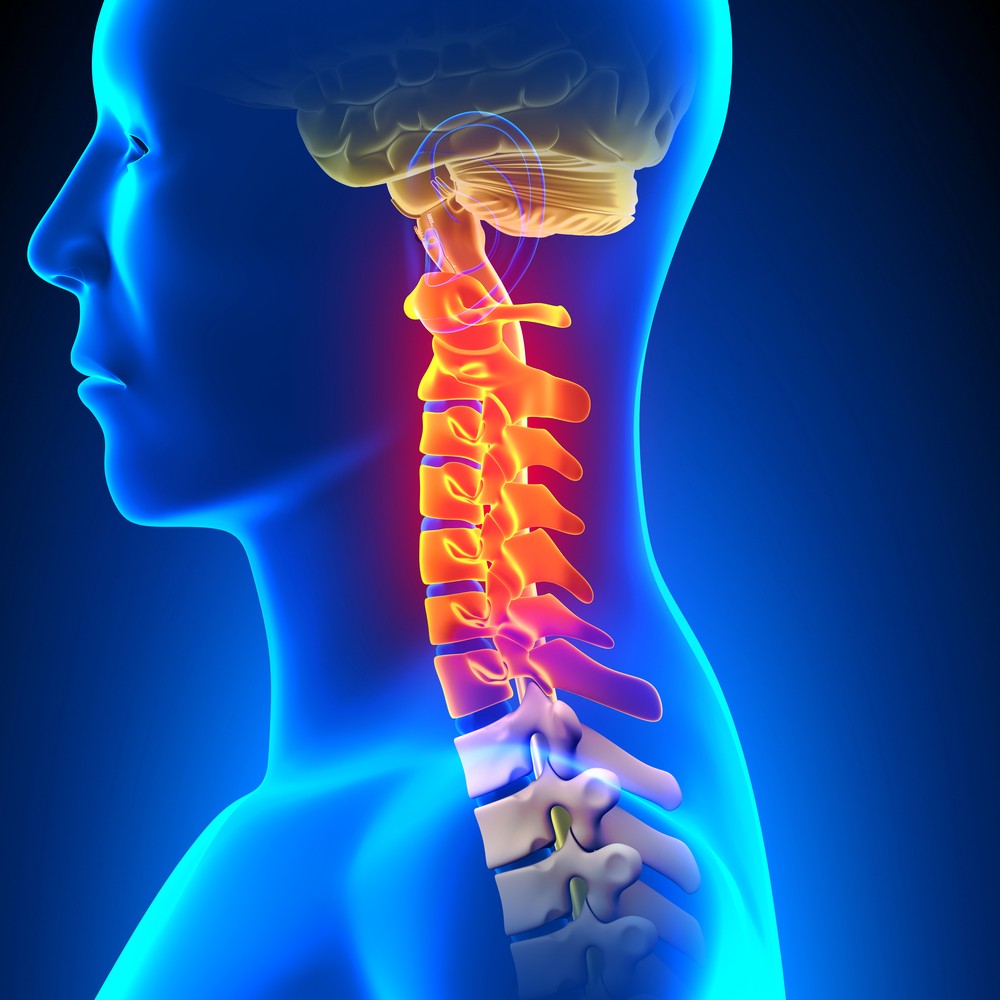 The spine and the mind – how chiropractic affects the brain and development